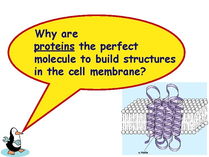 Why are proteins the perfect molecule to build structures in the cell membrane? 2007 Why are proteins the perfect molecule to build structures in the cell membrane? 2007