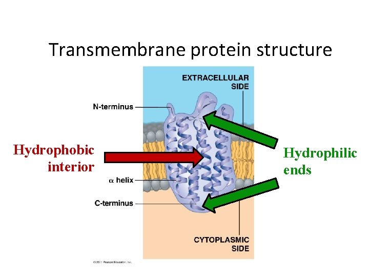 Transmembrane protein structure Hydrophobic interior Hydrophilic ends 