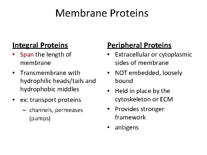 Membrane Proteins Integral Proteins Peripheral Proteins • Span the length of membrane • Transmembrane