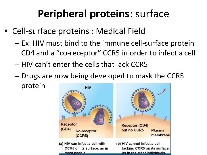 Peripheral proteins: surface • Cell-surface proteins : Medical Field – Ex: HIV must bind Peripheral proteins: surface • Cell-surface proteins : Medical Field – Ex: HIV must bind