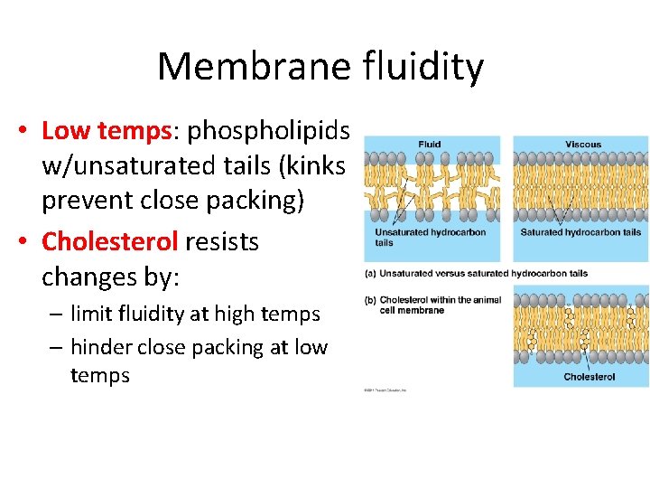 Membrane fluidity • Low temps: phospholipids w/unsaturated tails (kinks prevent close packing) • Cholesterol