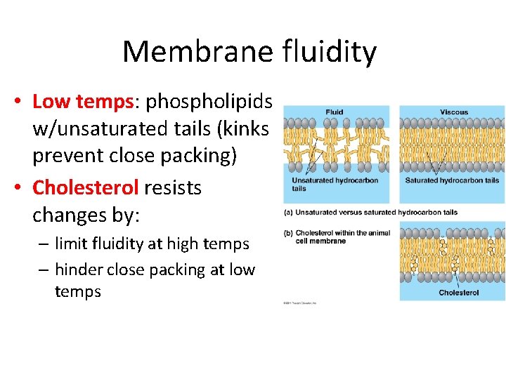 Membrane fluidity • Low temps: phospholipids w/unsaturated tails (kinks prevent close packing) • Cholesterol Membrane fluidity • Low temps: phospholipids w/unsaturated tails (kinks prevent close packing) • Cholesterol