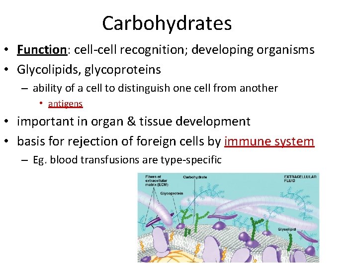 Carbohydrates • Function: cell-cell recognition; developing organisms • Glycolipids, glycoproteins – ability of a