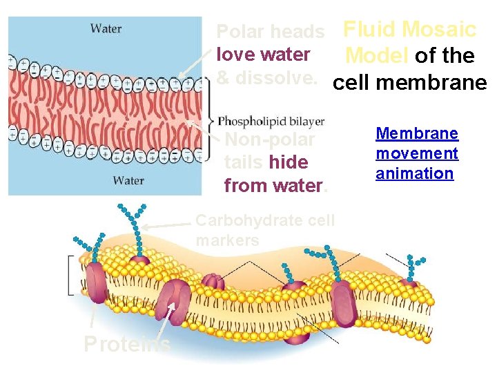 Polar heads Fluid Mosaic love water Model of the & dissolve. cell membrane Non-polar