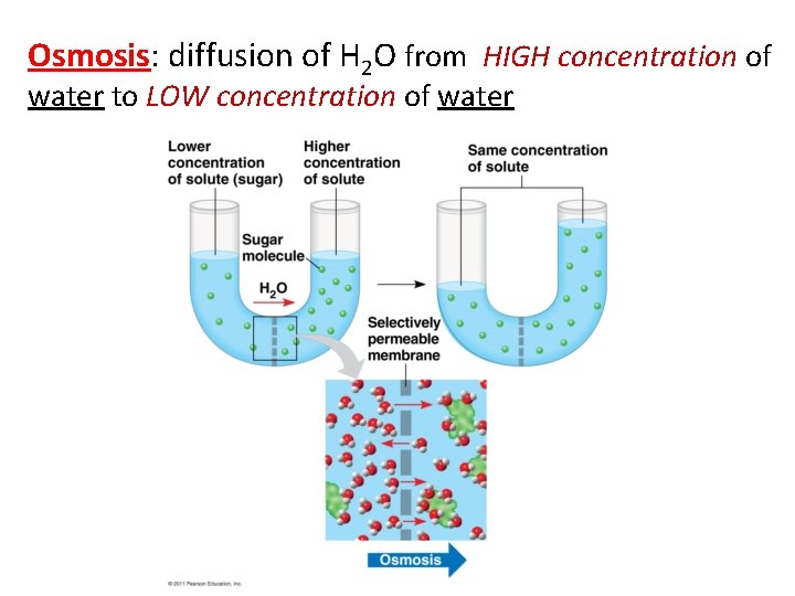Osmosis: diffusion of H 2 O from HIGH concentration of water to LOW concentration