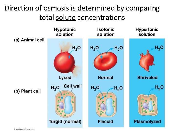 Direction of osmosis is determined by comparing total solute concentrations 