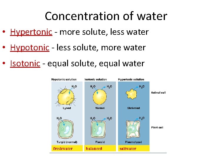 Concentration of water • Hypertonic - more solute, less water • Hypotonic - less