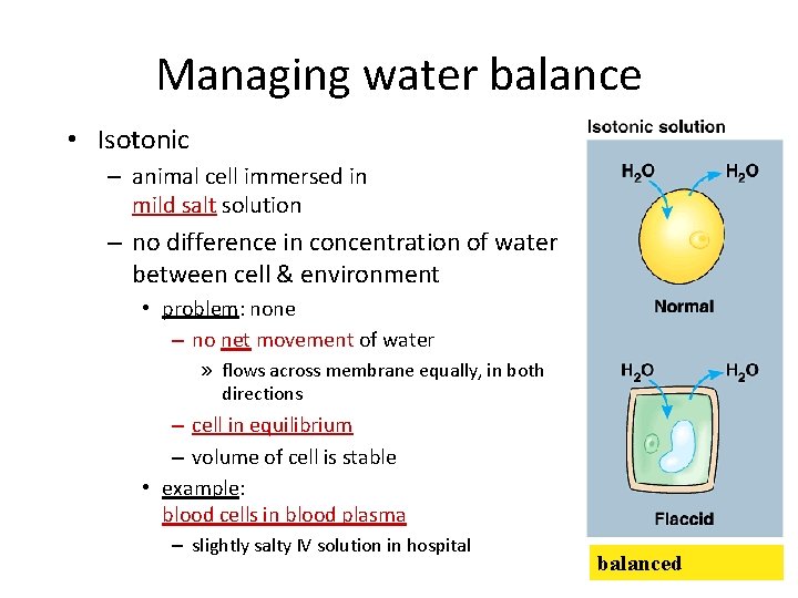 Managing water balance • Isotonic – animal cell immersed in mild salt solution –