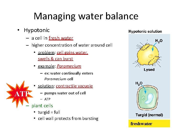 Managing water balance • Hypotonic – a cell in fresh water – higher concentration