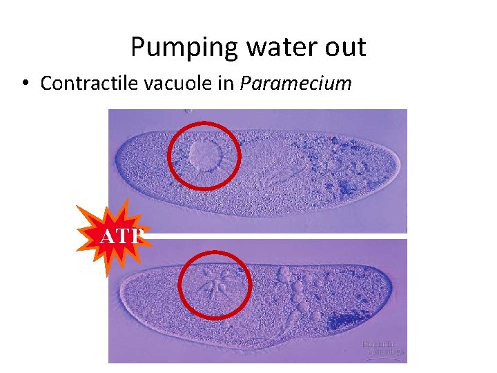 Pumping water out • Contractile vacuole in Paramecium ATP Pumping water out • Contractile vacuole in Paramecium ATP