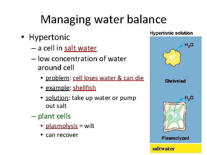 Managing water balance • Hypertonic – a cell in salt water – low concentration