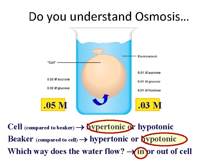 Do you understand Osmosis… . 05 M . 03 M Cell (compared to beaker)