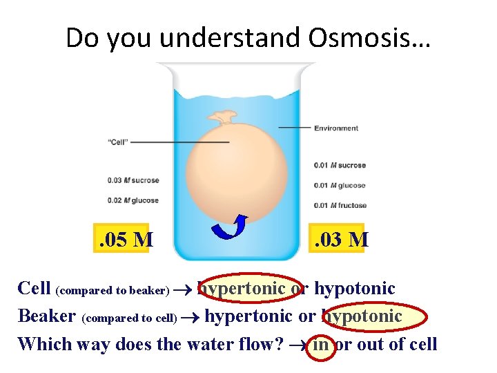 Do you understand Osmosis… . 05 M . 03 M Cell (compared to beaker) Do you understand Osmosis… . 05 M . 03 M Cell (compared to beaker)