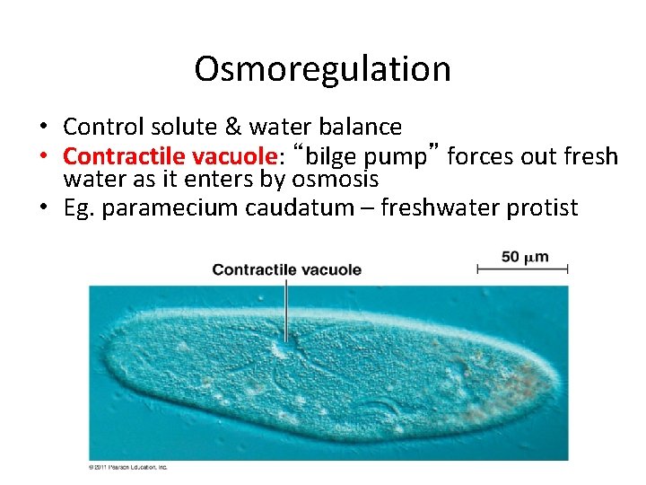 Osmoregulation • Control solute & water balance • Contractile vacuole: “bilge pump” forces out