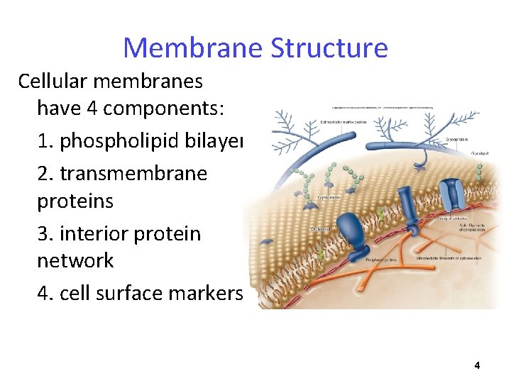 Membrane Structure Cellular membranes have 4 components: 1. phospholipid bilayer 2. transmembrane proteins 3.