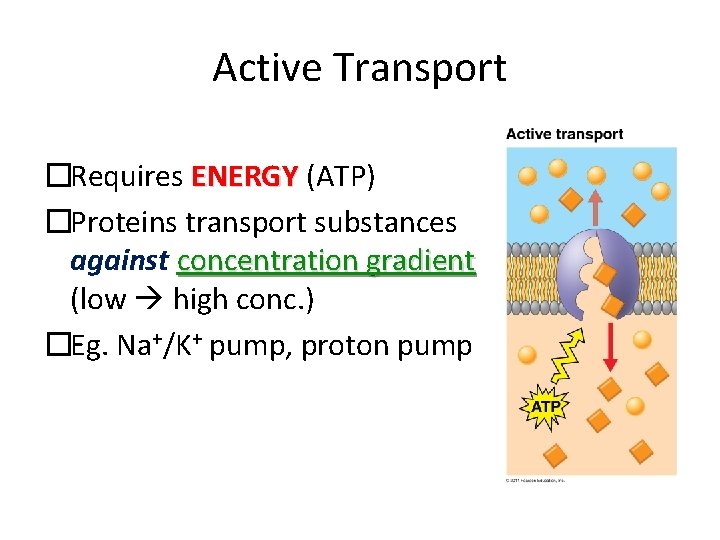 Active Transport �Requires ENERGY (ATP) �Proteins transport substances against concentration gradient (low high conc.