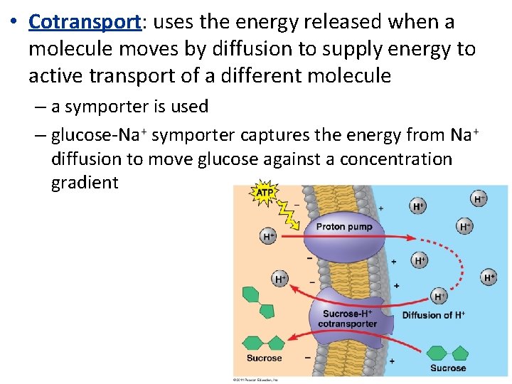  • Cotransport: uses the energy released when a molecule moves by diffusion to