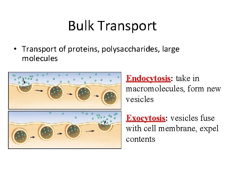 Bulk Transport • Transport of proteins, polysaccharides, large molecules Endocytosis: take in macromolecules, form