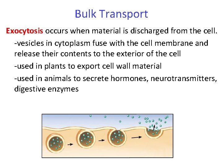 Bulk Transport Exocytosis occurs when material is discharged from the cell. -vesicles in cytoplasm