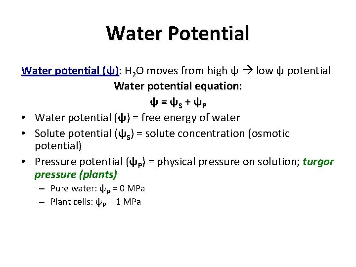 Water Potential Water potential (ψ): H 2 O moves from high ψ low ψ Water Potential Water potential (ψ): H 2 O moves from high ψ low ψ