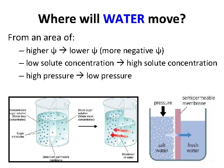 Where will WATER move? From an area of: – higher ψ lower ψ (more