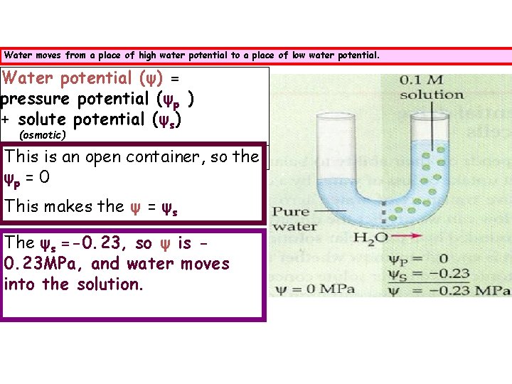 Water moves from a place of high water potential to a place of low