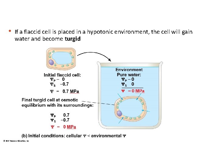  • If a flaccid cell is placed in a hypotonic environment, the cell