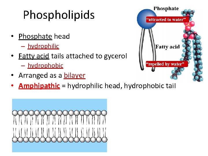 Phospholipids • Phosphate head – hydrophilic • Fatty acid tails attached to gycerol –