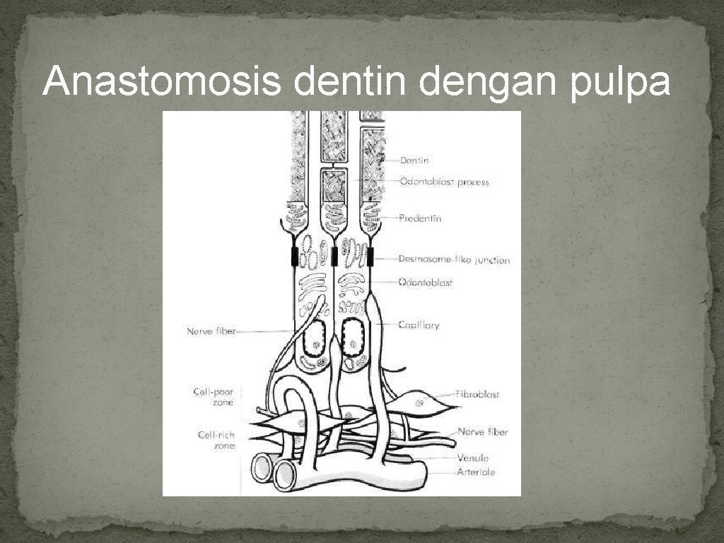 Anastomosis dentin dengan pulpa 