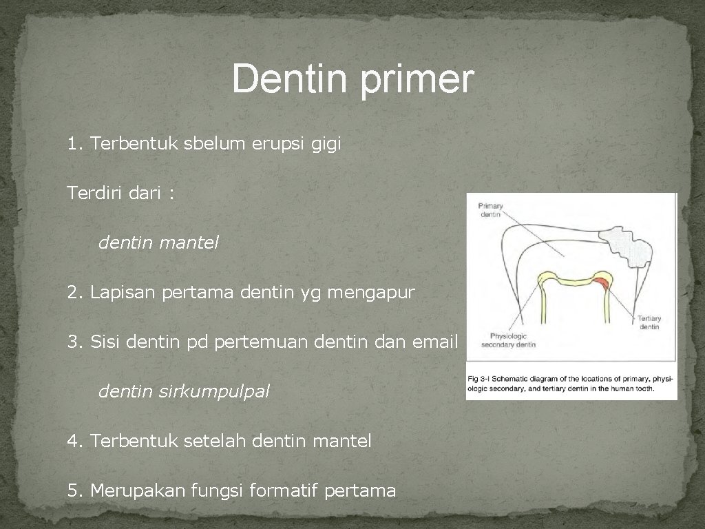 Dentin primer 1. Terbentuk sbelum erupsi gigi Terdiri dari : dentin mantel 2. Lapisan