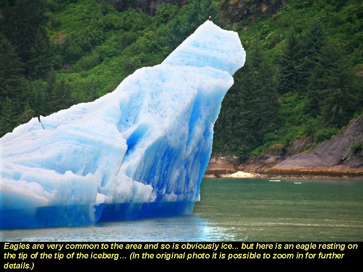 Eagles are very common to the area and so is obviously ice. . .