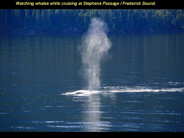 Watching whales while cruising at Stephens Passage / Frederick Sound. 