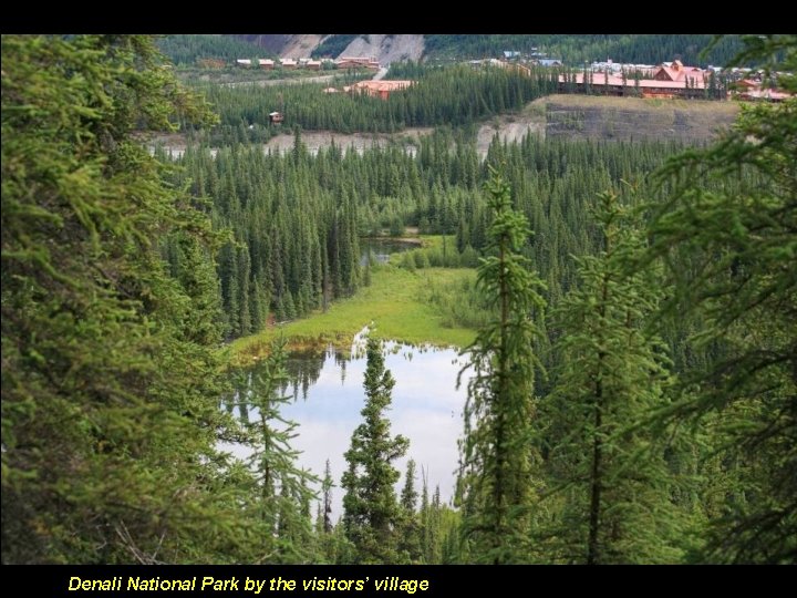 Denali National Park by the visitors’ village 