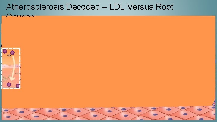 Atherosclerosis Decoded – LDL Versus Root Causes 