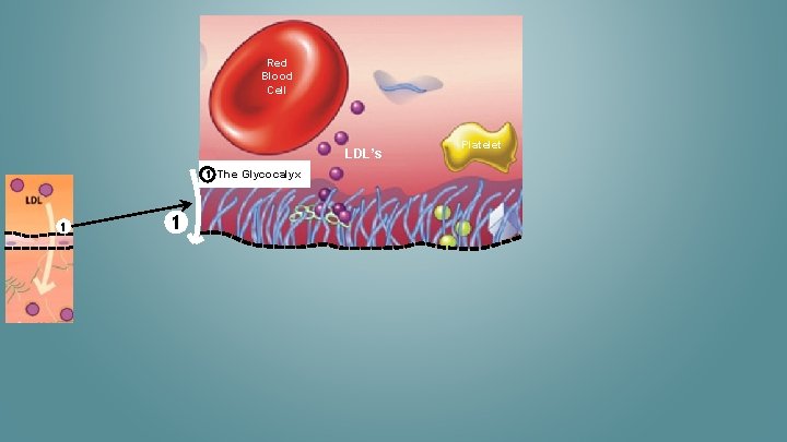 Red Blood Cell LDL’s 1 1 1 The Glycocalyx Platelet 