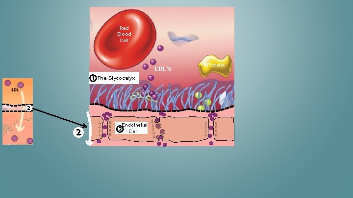 Red Blood Cell LDL’s 1 The Glycocalyx 2 2 2 Endothelial Cell Platelet 