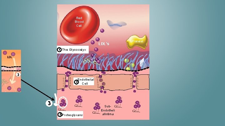 Red Blood Cell LDL’s 1 The Glycocalyx 3 Endothelial Cell 2 3 3 Proteoglycans