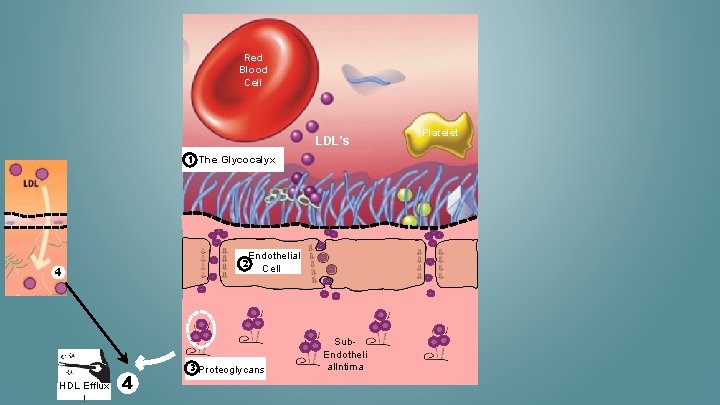 Red Blood Cell LDL’s 1 2 4 HDL Efflux ! The Glycocalyx 4 Endothelial