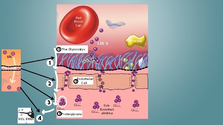 Red Blood Cell LDL’s 1 The Glycocalyx 1 2 2 Endothelial Cell 3 HDL