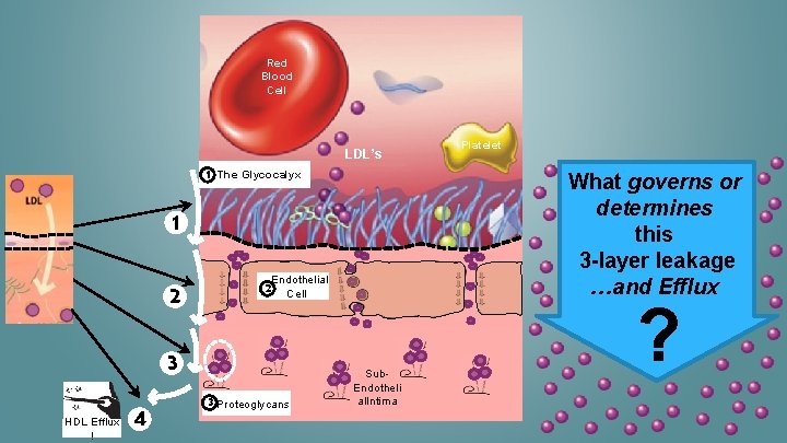 Red Blood Cell LDL’s 1 The Glycocalyx What governs or determines this 3 -layer