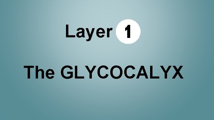 Layer 1 The GLYCOCALYX 