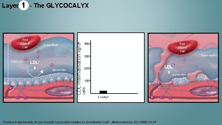 - The GLYCOCALYX Red Blood Cell LDL’ s 400 Red Blood Cell 300 LDL’