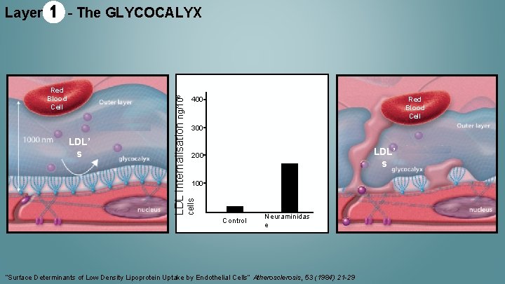 - The GLYCOCALYX Red Blood Cell LDL’ s 400 Red Blood Cell 300 LDL’