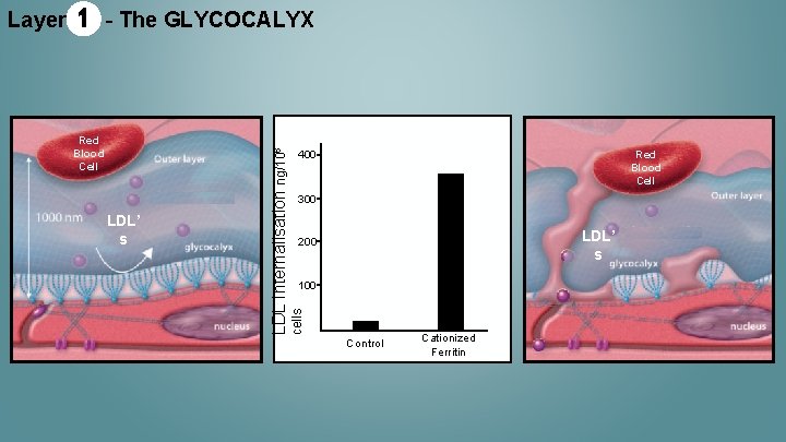 - The GLYCOCALYX Red Blood Cell LDL’ s 400 Red Blood Cell 300 LDL’