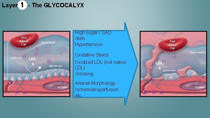 Layer 1 - The GLYCOCALYX High sugar / SAD diets Hypertension Red Blood Cell