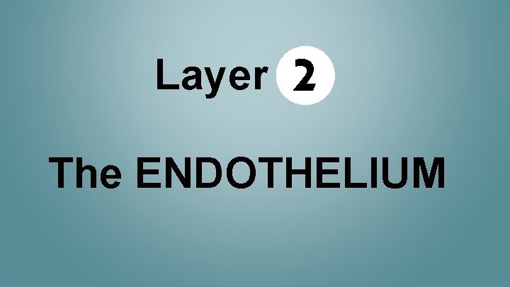 Layer 2 The ENDOTHELIUM 