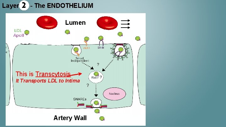 Layer 2 - The ENDOTHELIUM Lumen This is Transcytosis It Transports LDL to Intima