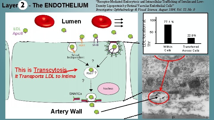 2 - The ENDOTHELIUM Lumen 100 LDL location at 1 hr Layer “Receptor-Mediated Endocytosis