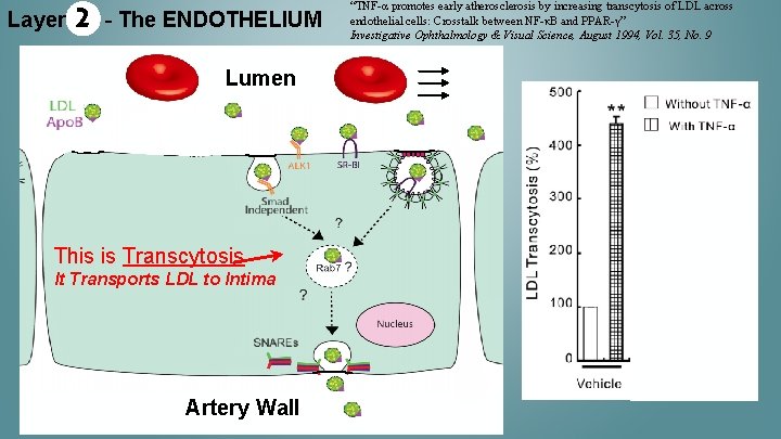 Layer 2 - The ENDOTHELIUM Lumen This is Transcytosis It Transports LDL to Intima