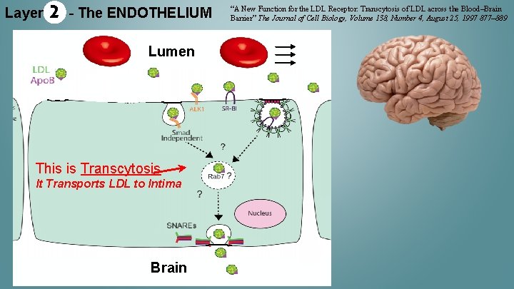 Layer 2 - The ENDOTHELIUM Lumen This is Transcytosis It Transports LDL to Intima